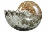 Polished Agatized Ammonite (Phylloceras?) Fossil - Madagascar #213773-1